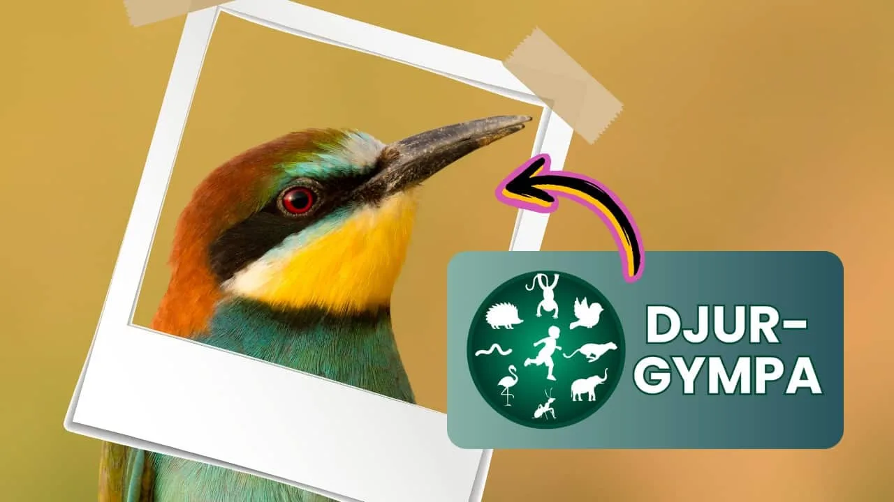 DJUR-GYMPA erbjuder gratis material till föreningar, förskolor och familjer